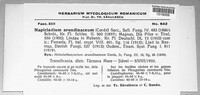 Utrechtiana arundinacea image